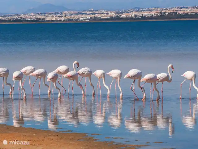 El Sueño  en España, Costa Blanca, Orihuela Costa - apartamento Salienas de Torrevieja y la Mata