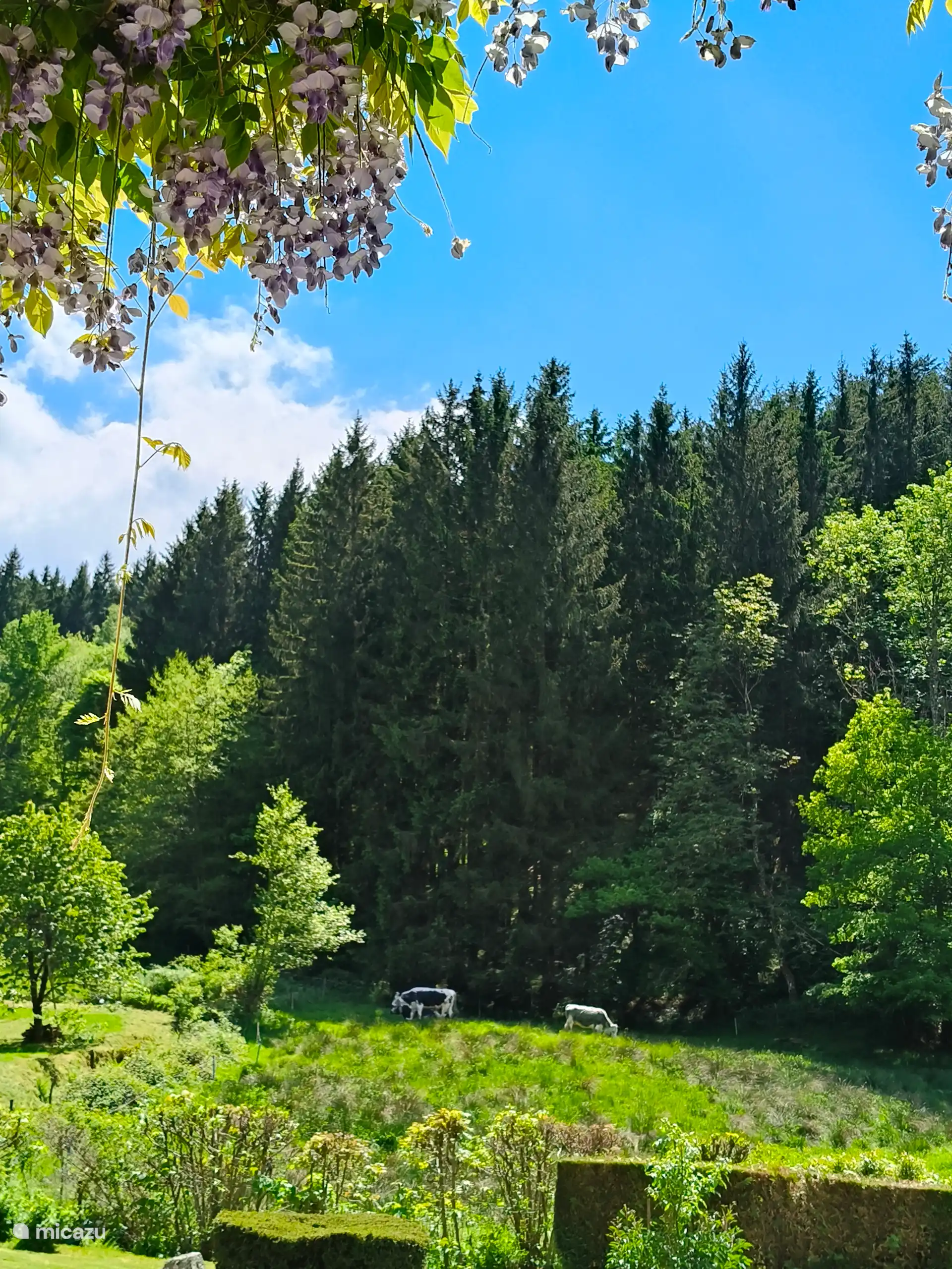 Voor de gîte grazen onze vrouwen uit de Vogezen vredig 