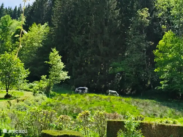Au bord du Bleu | France, Vosges, Lubine - maison de vacances En face du gîte nos vosgiennes broutent paisiblement
