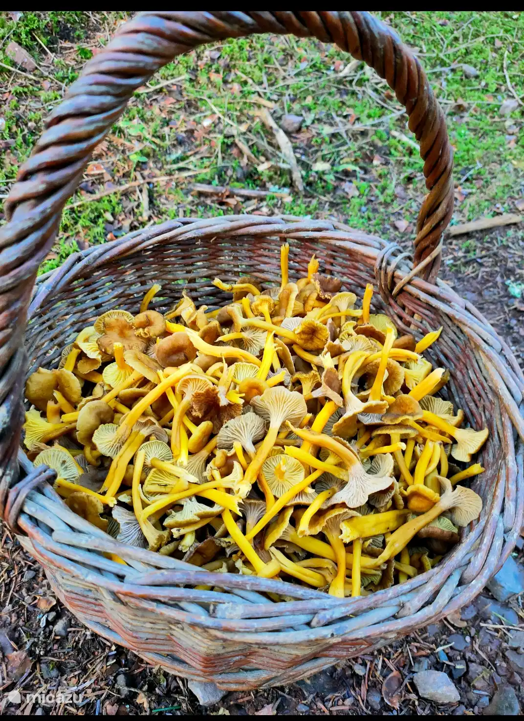 Aan herfstcantharellen?? geen gebrek