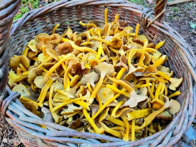 Au bord du Bleu | France, Vosges, Lubine - maison de vacances Les chanterelles d'automne ne manquent pas ici??