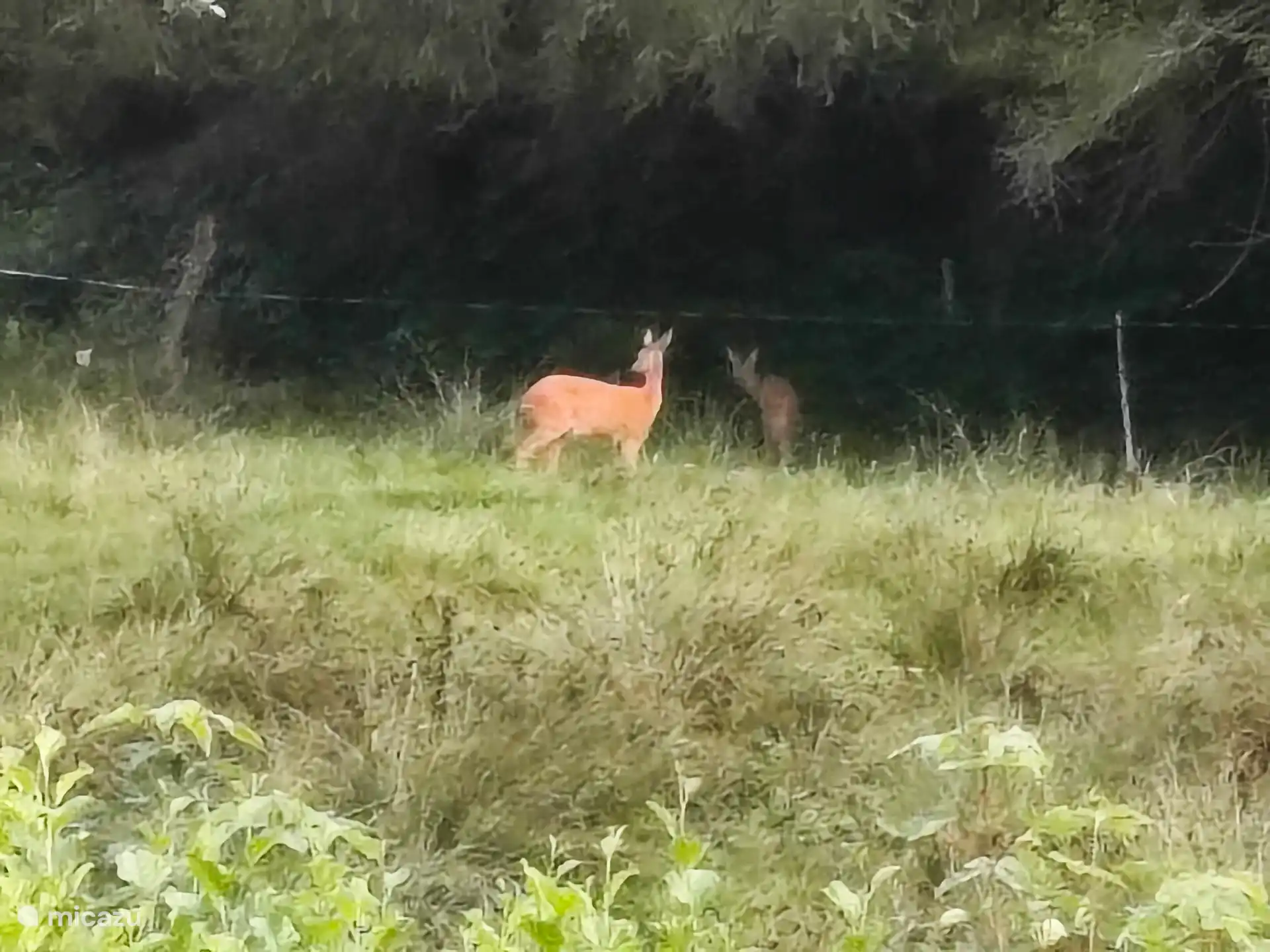 Wakker worden achter de gîte 