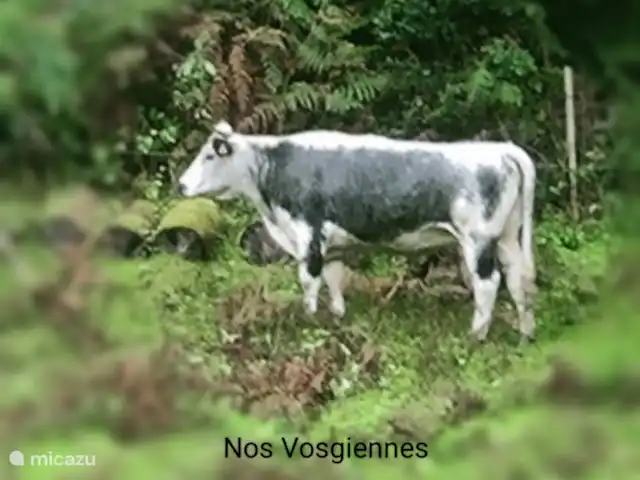 Au bord du Bleu | France, Vosges, Lubine - maison de vacances Nos élégantes vaches  Vosgiennes