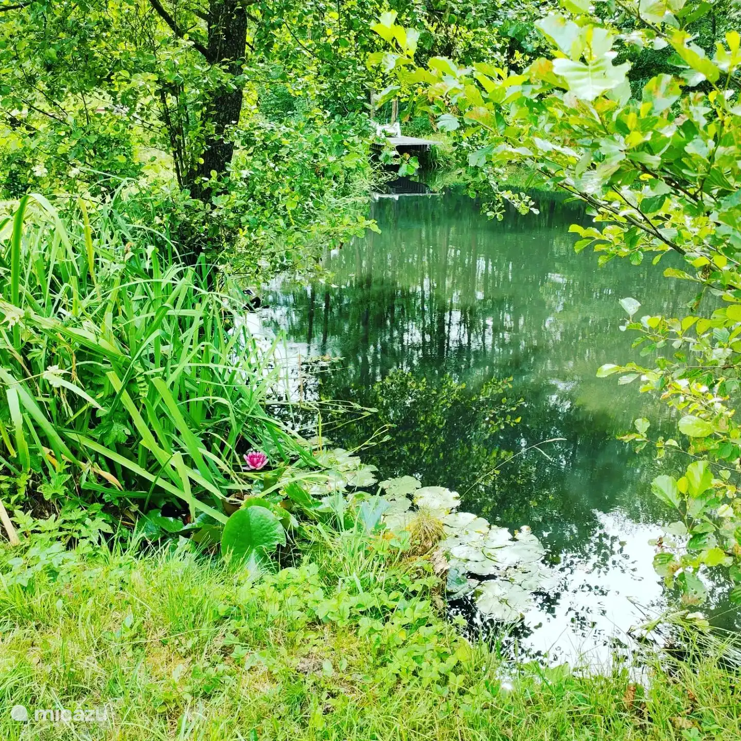 De hoek van de kikkers 