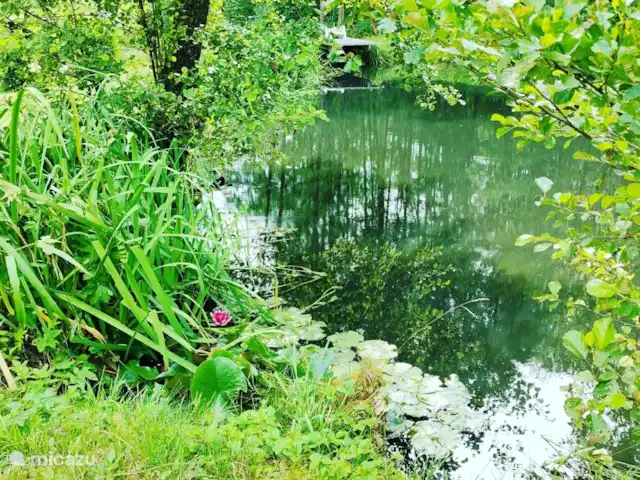 Au bord du Bleu | France, Vosges, Lubine - maison de vacances Le coin des grenouilles