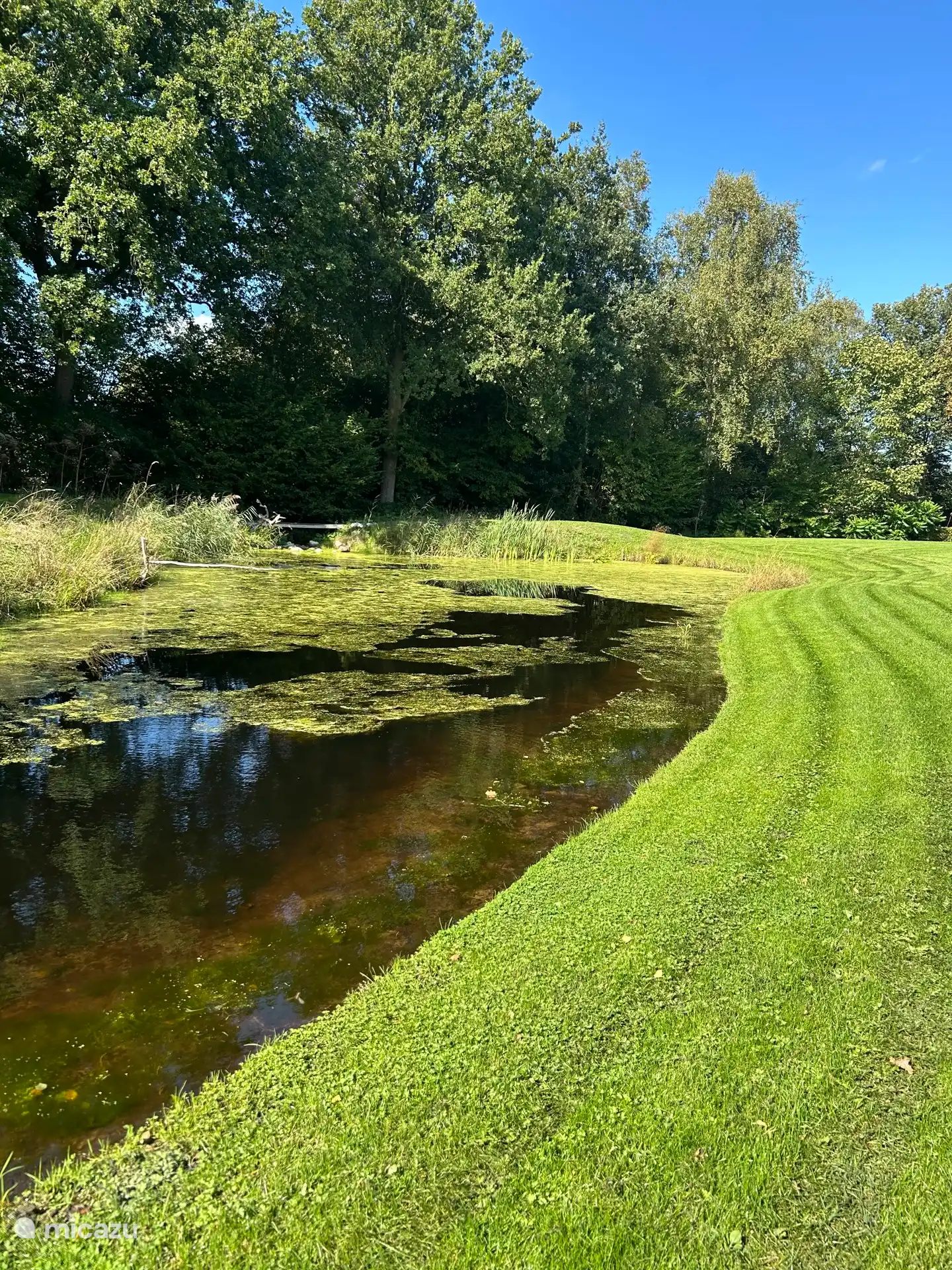 Naturteich im eigenen Garten