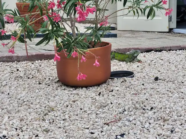 Location de Vacances Curaçao, Curaçao-Centre, Curasol, appartement - Las Dahlias Apartments - El Mirador  Visite d'iguane dans l'arrière-cour