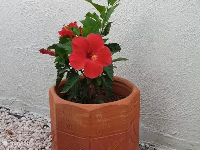 Location de Vacances Curaçao, Curaçao-Centre, Curasol, appartement - Las Dahlias Apartments - El Mirador  Fleur de Kayena