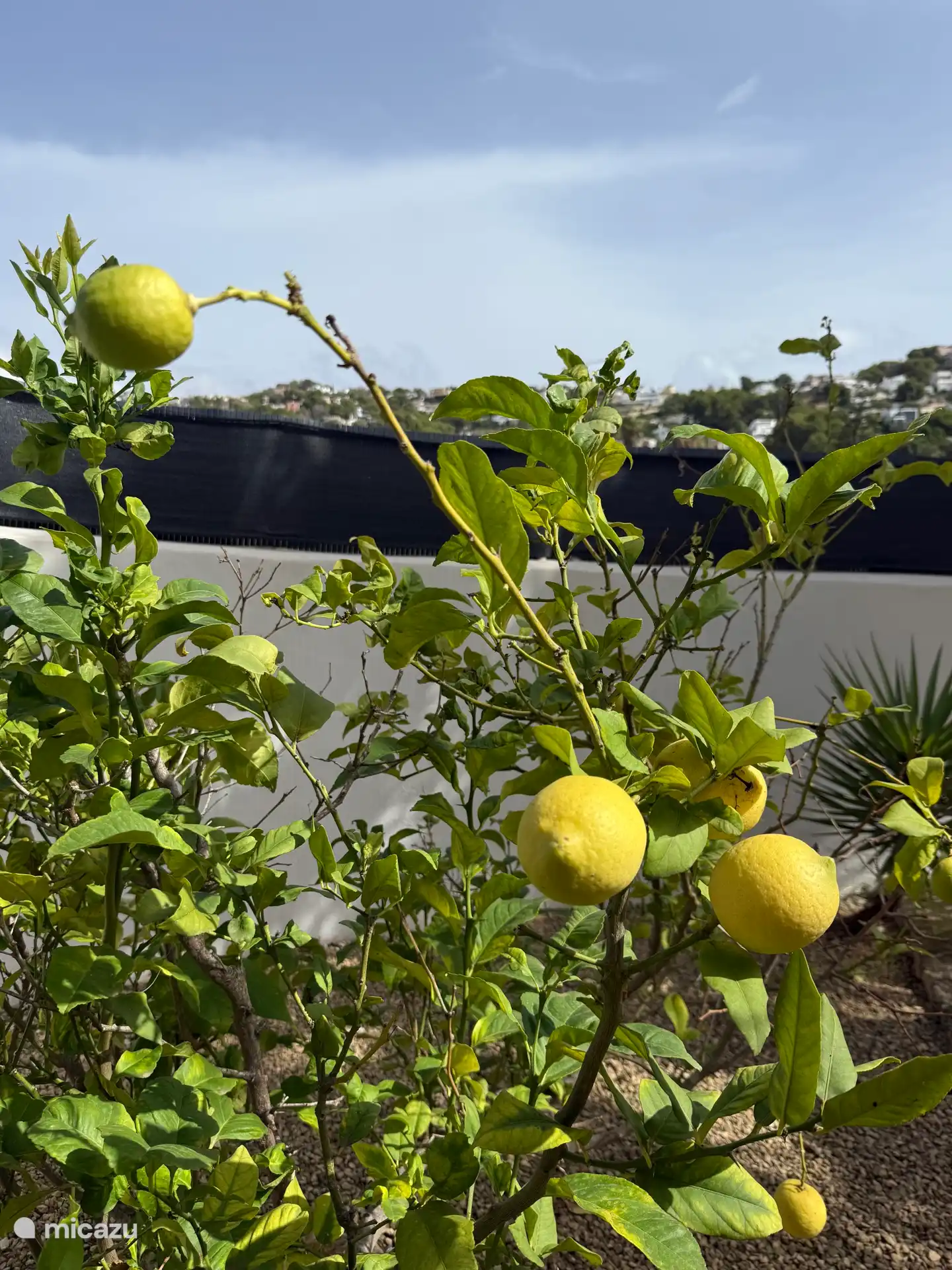 Citroenboom in eigen tuin
