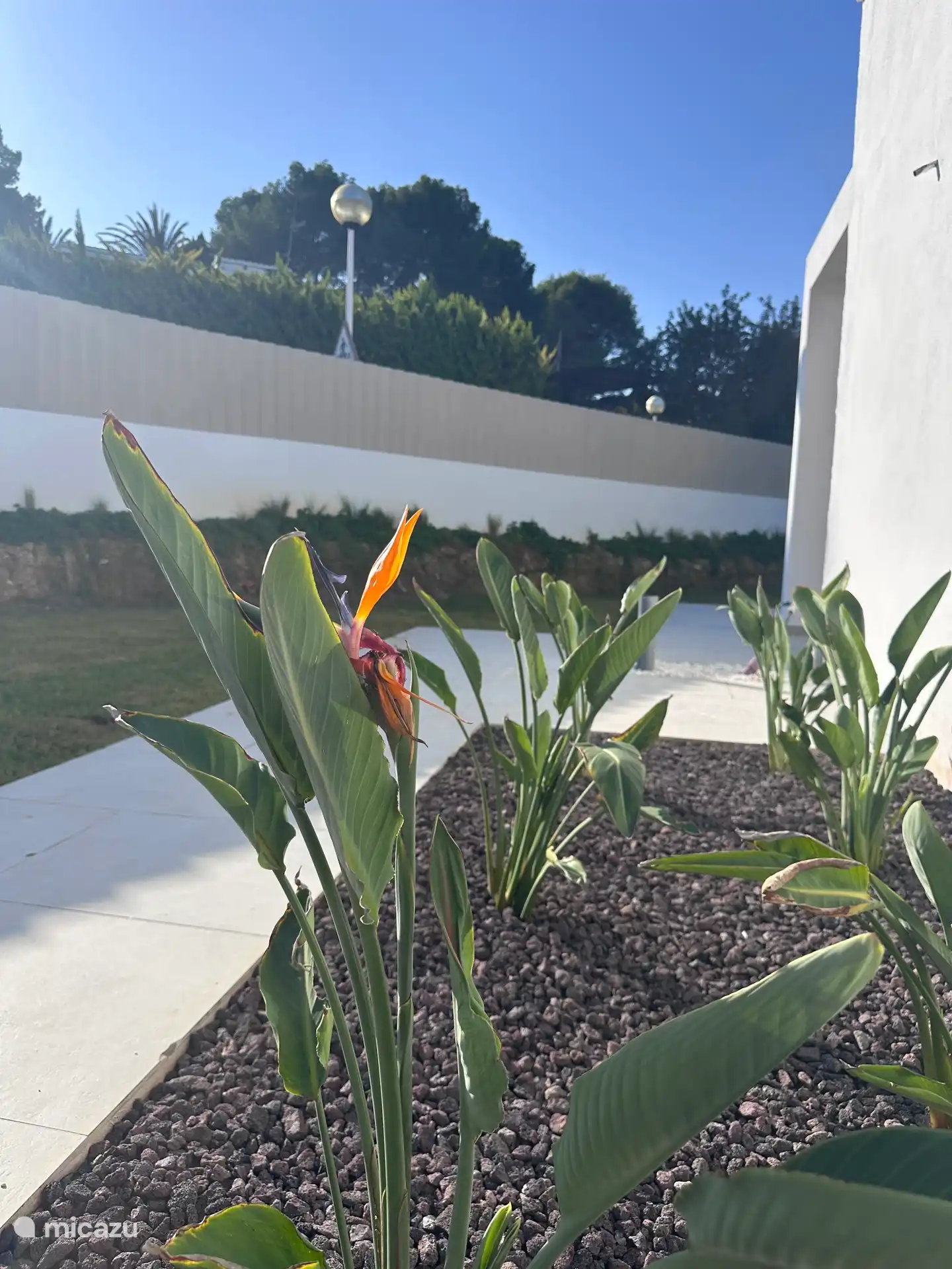 La première strelitzia est en fleur (octobre 2025).
