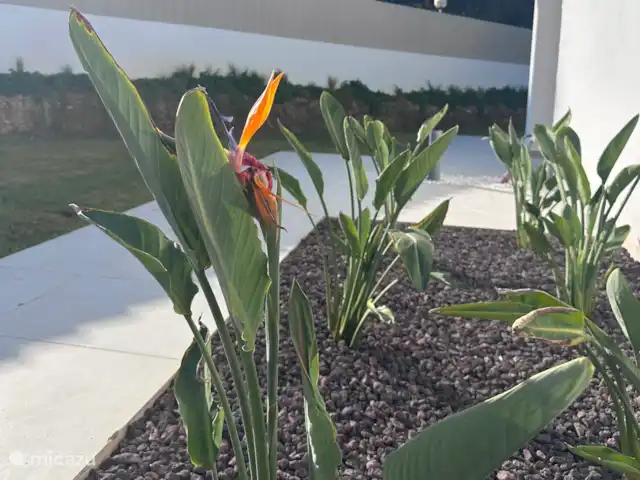 Villa Tranquilla - NEW IN JAVEA! in Spain, Costa Blanca, Jávea - villa The first strelitzia is in bloom (Oct 2025).