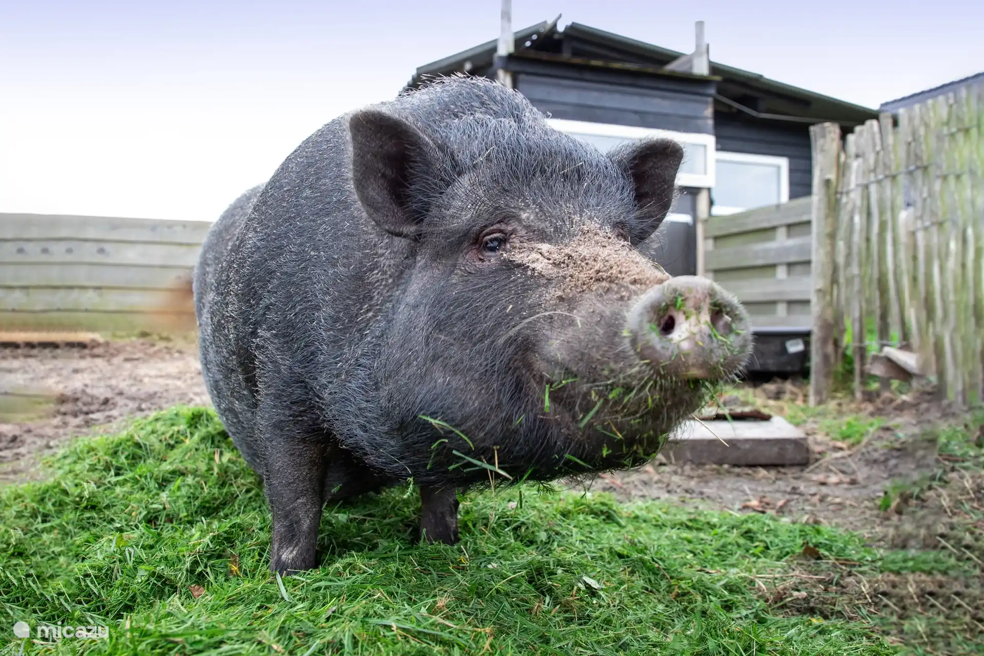 Gin Tonic für unsere Schweine