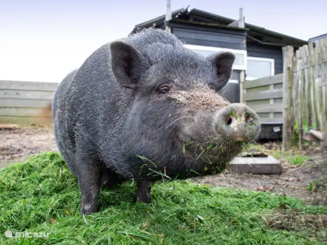 Location de Vacances Pays-Bas, Texel, Den Burgh, maison de vacances - Wulpenweid 12 De Meeuw Gin Tonic Nos Cochons