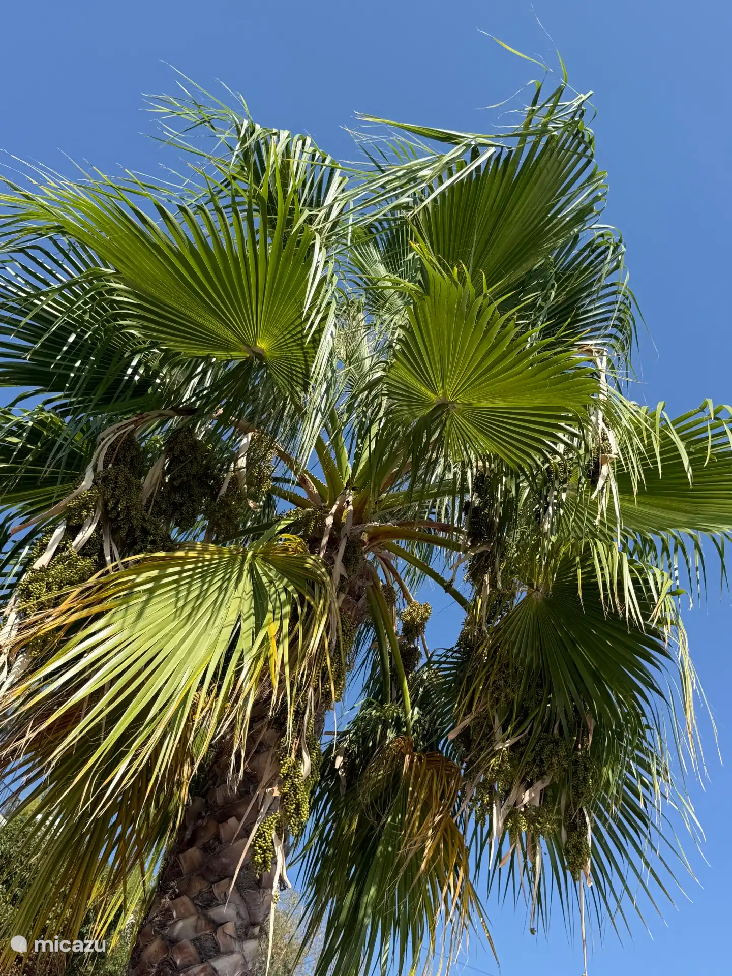 Nun, Spanien...... Dann möchte man zumindest neben einer Palme sitzen können.
