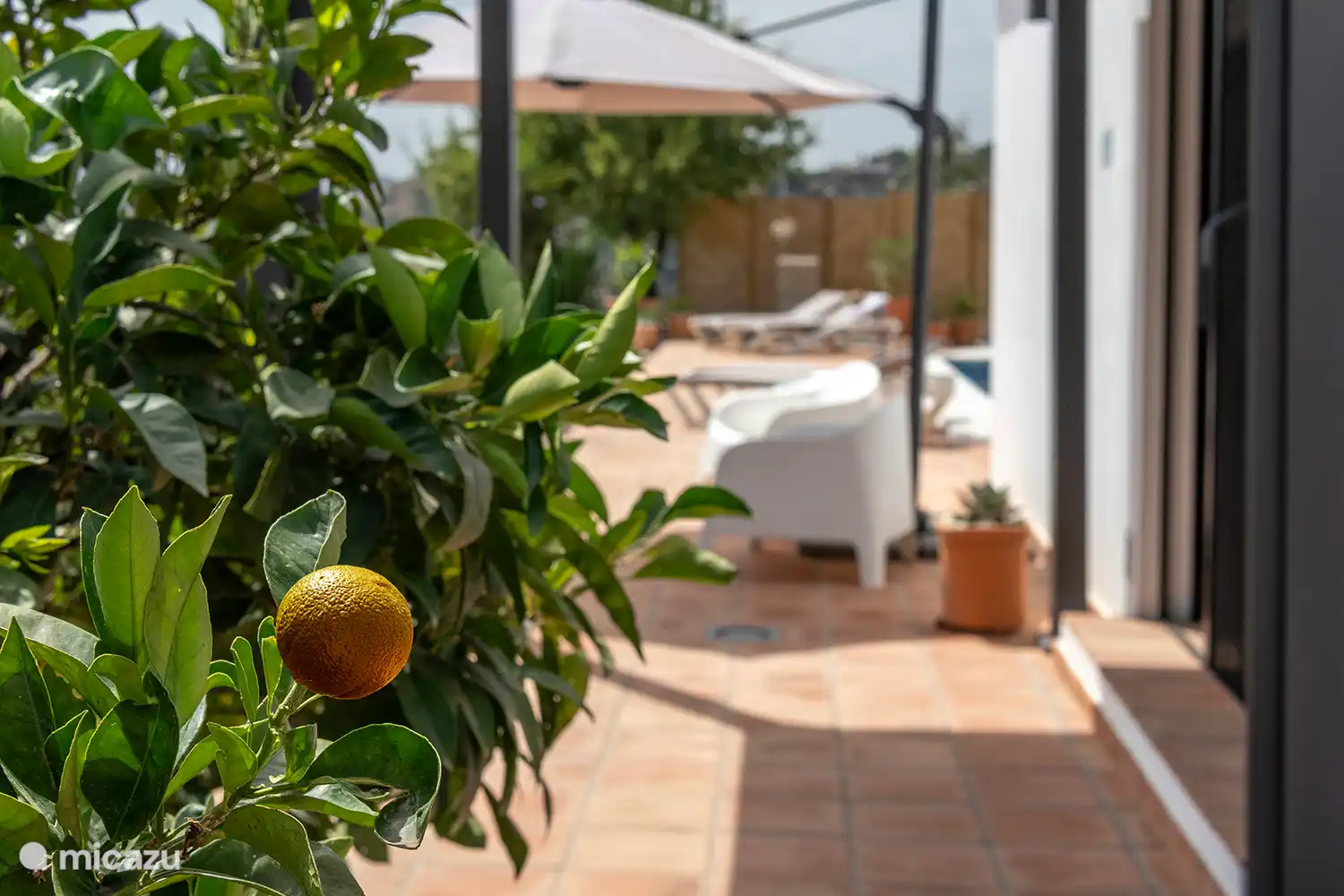 Terrasse mit verschiedenen Sträuchern und Pflanzen.