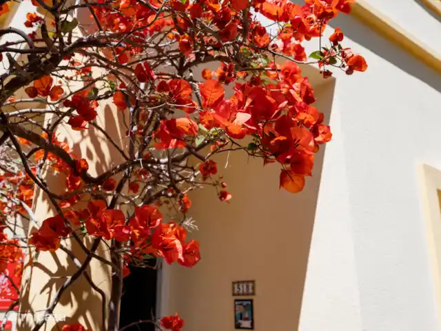 Costa Tranquila | Espagne, Costa Blanca, Dénia - maison mitoyenne Belles fleurs à l’entrée de la maison