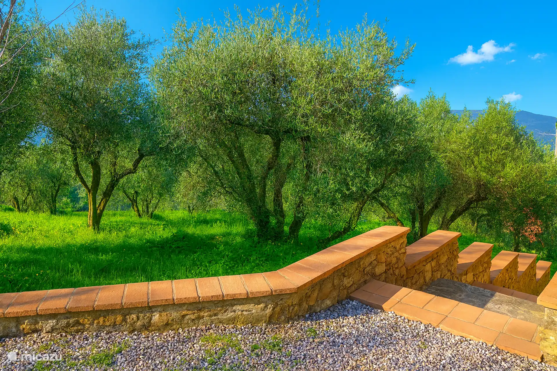 Blick vom Parkplatz auf den terrassierten Olivenhain