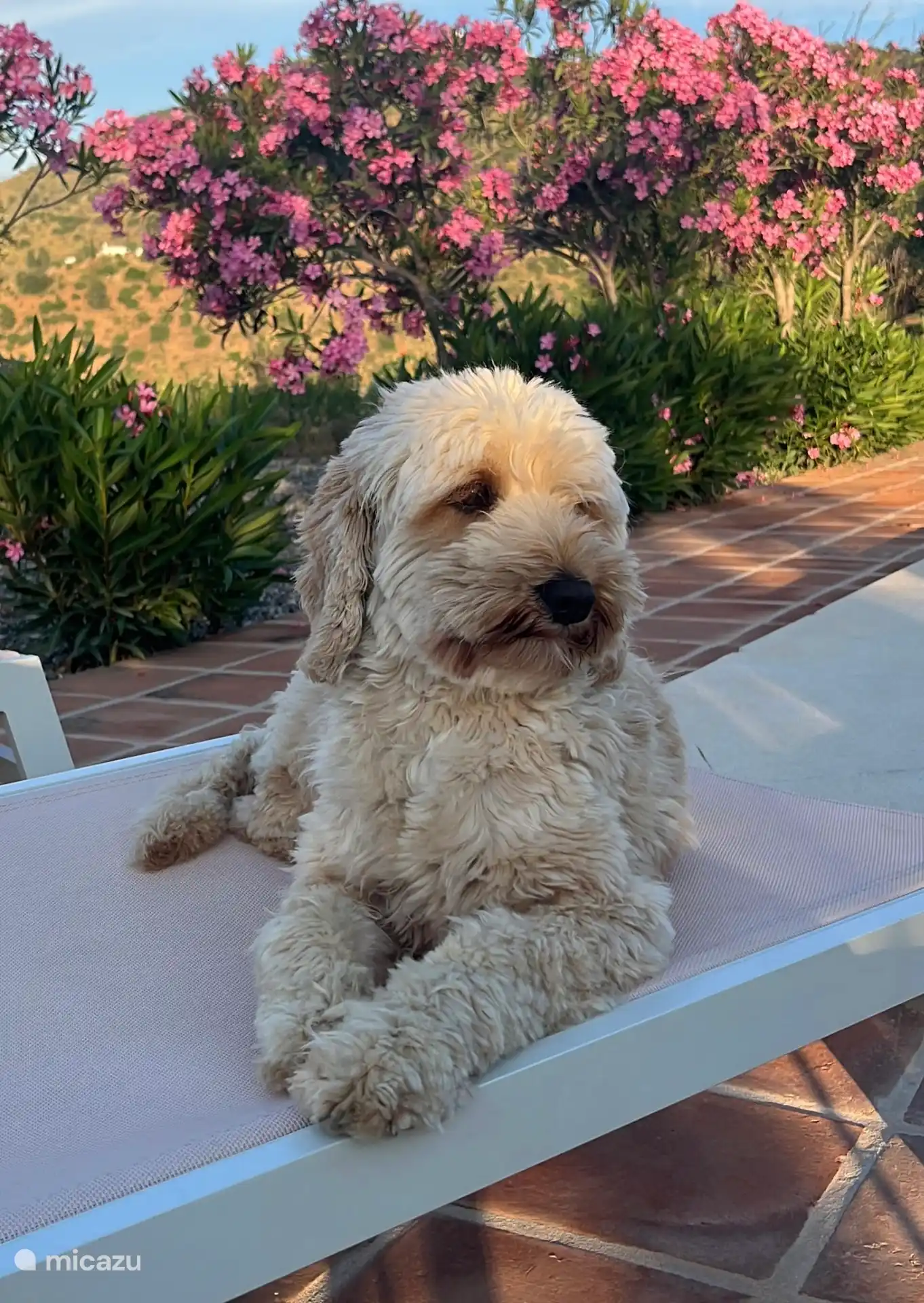 Esta es la dulce Lucy, de quien Casa Lucy toma su nombre.