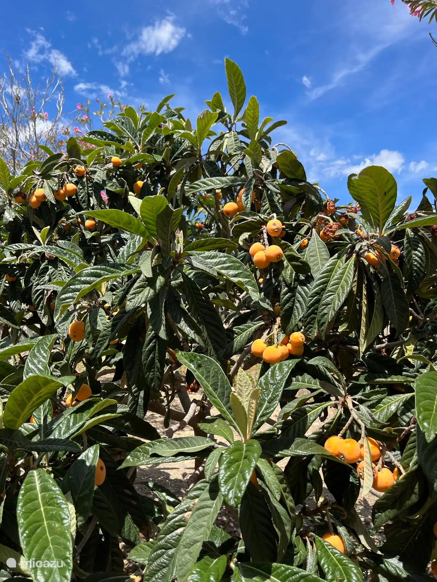 Genießen und pflücken Sie Ihre eigenen Obstbäume!