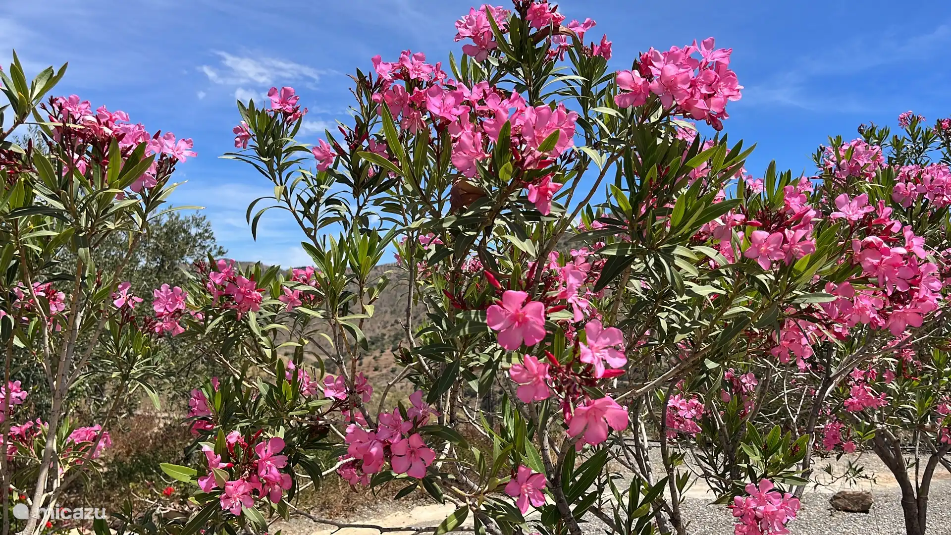 Casa Lucy ist umgeben von den schönsten Blumen und wunderschöner Natur, besonders im Frühling!