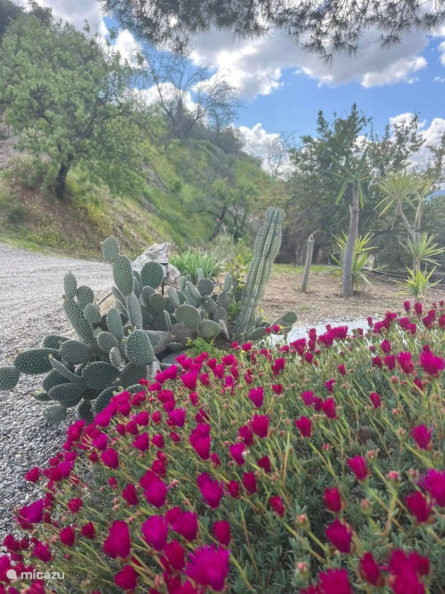 Die schönsten Farben der Blumen!