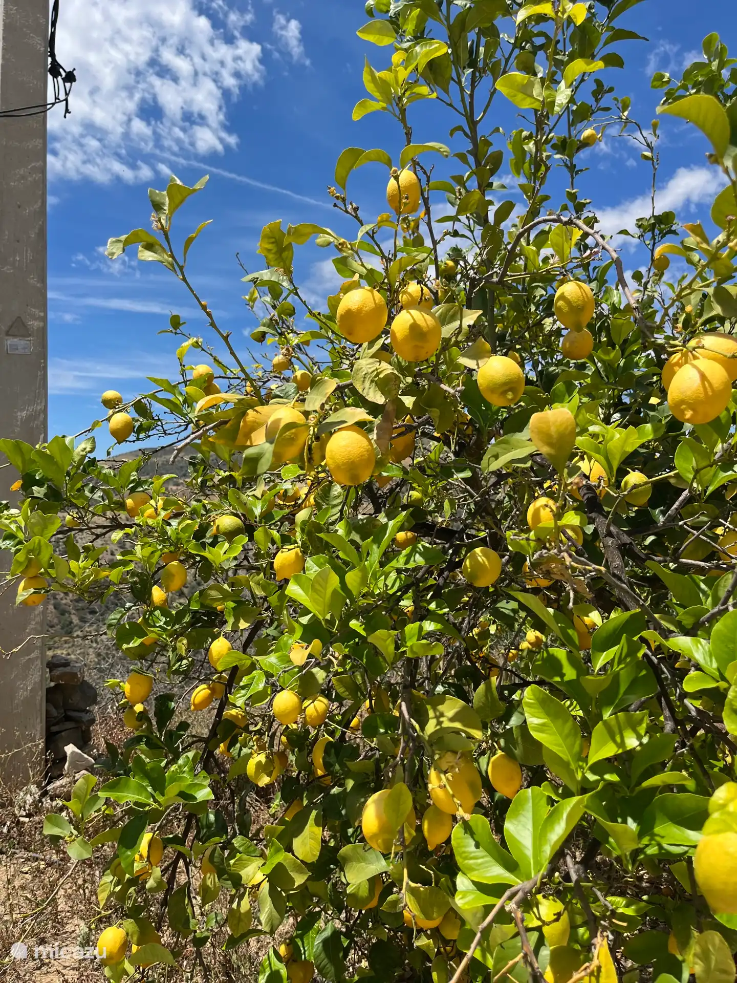Leckere Zitronen,!