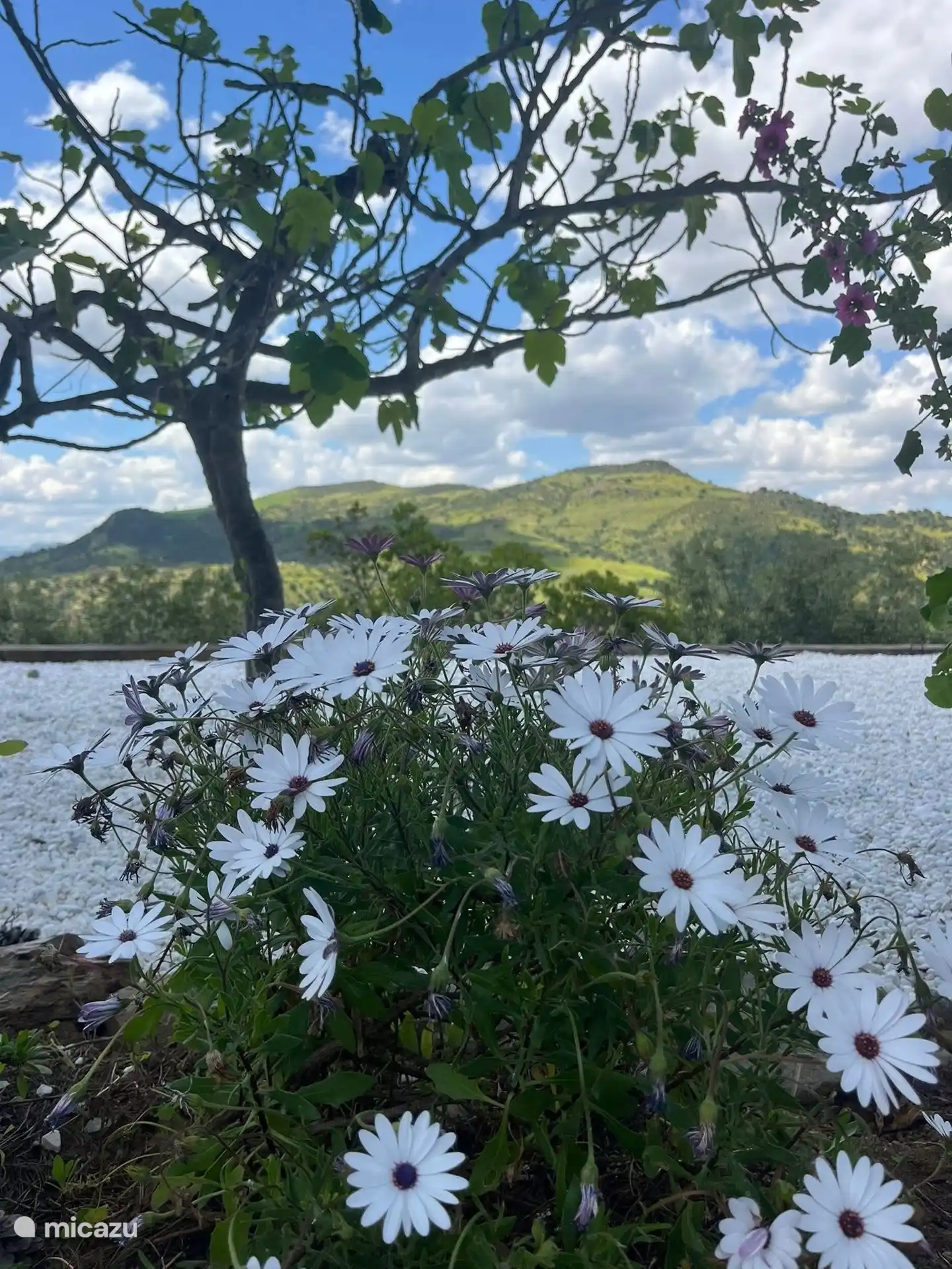 So viele schöne Blumen 