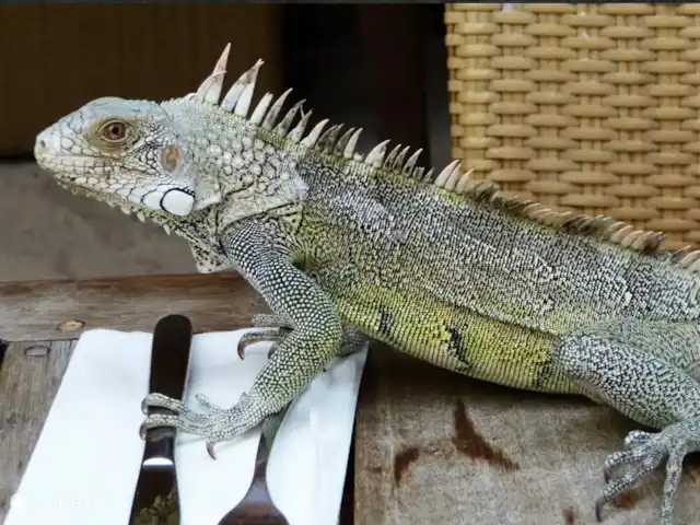 villa huren in Curaçao, Curacao-Midden, Blue Bay – Blue Bay Beach Villa@Pool Wildlife