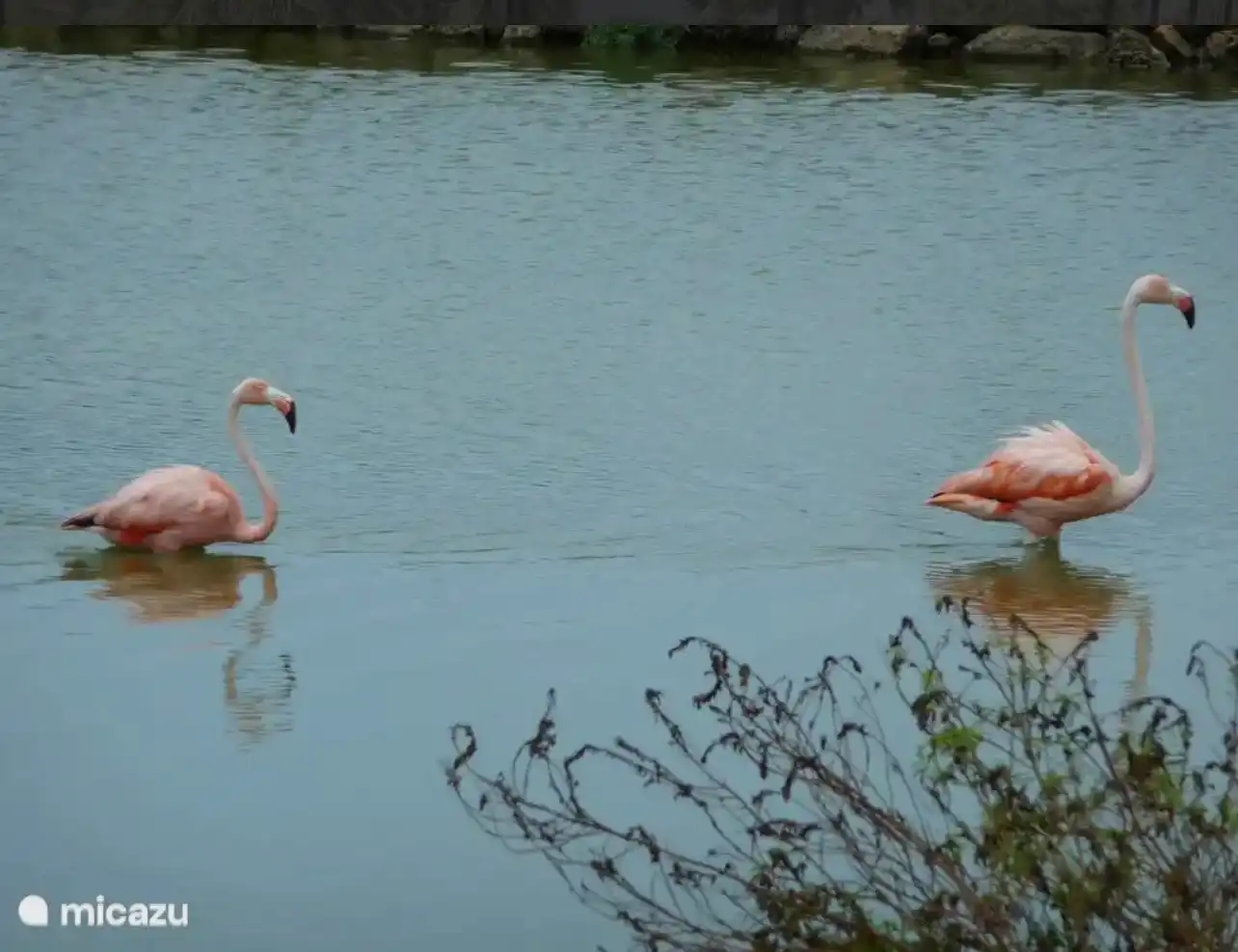 Flamants roses dans le jardin 