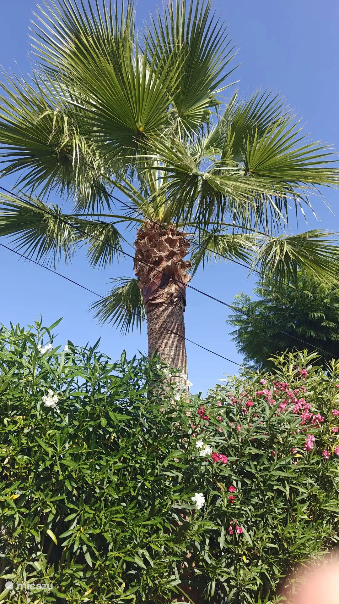 Zalig in het tropisch groen