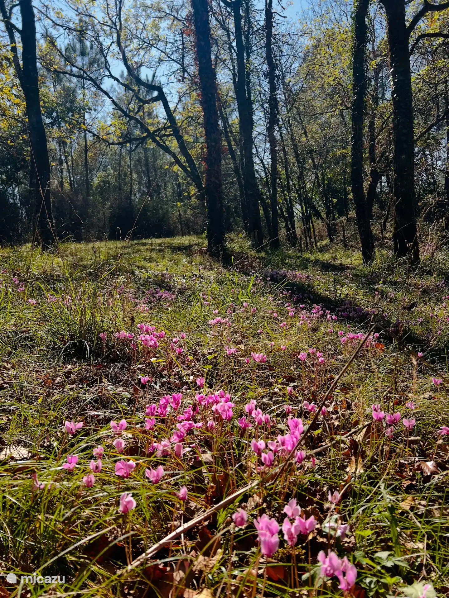 Privater Wald des Hauses