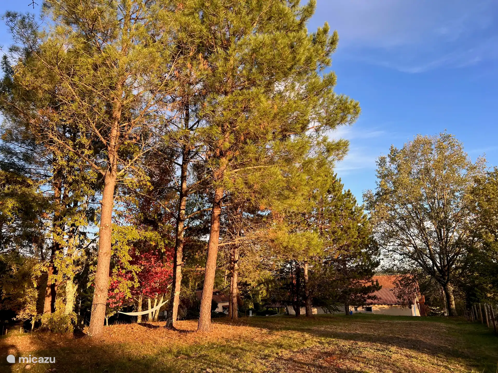 Privater Wald des Hauses