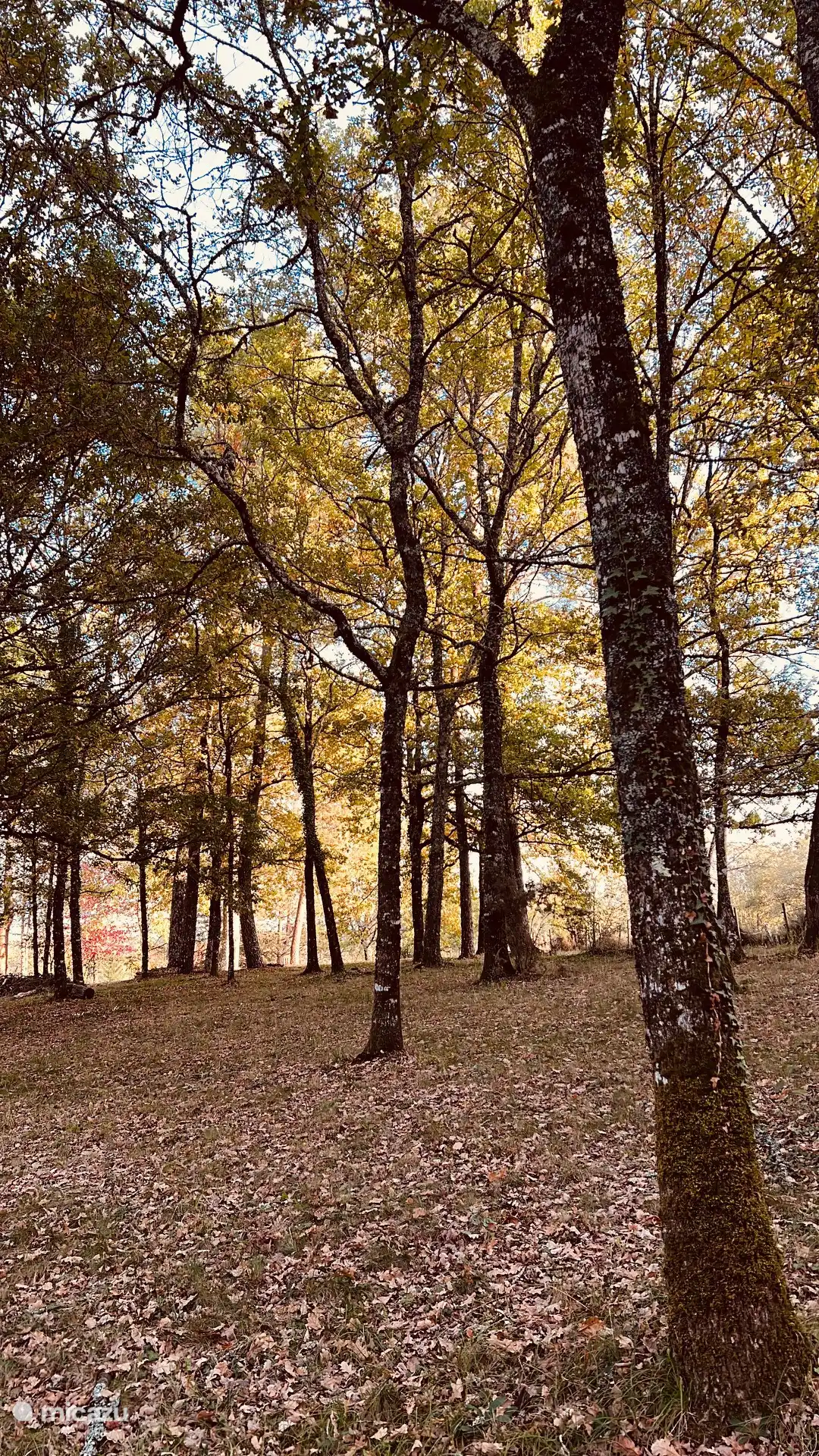 Privater Wald des Hauses