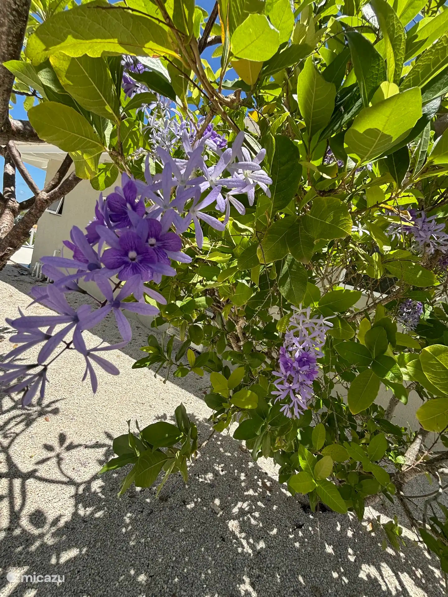 Flores tropicales en nuestro jardín