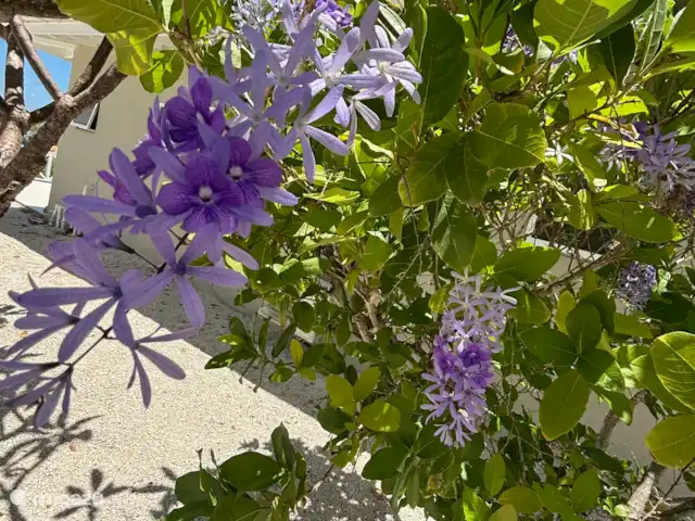 Location de Vacances Curaçao, Banda Abou (ouest), Barber, villa - Villa de luxe -panormisch/Piscine privée Fleurs tropicales dans notre jardin