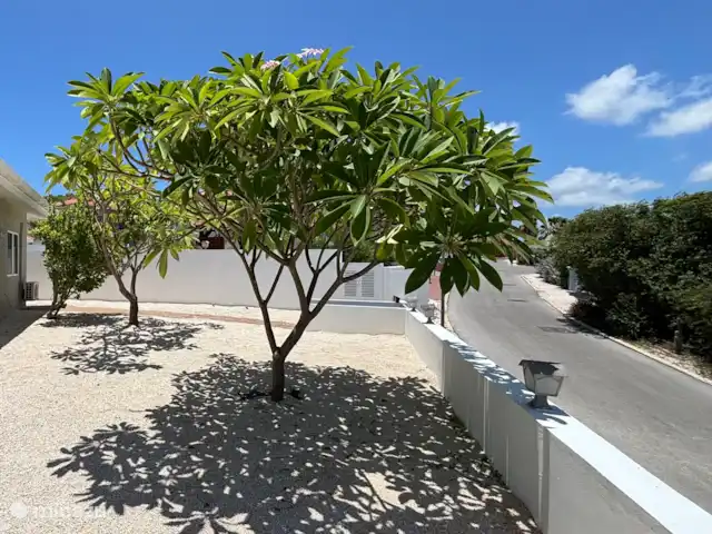 Location de Vacances Curaçao, Banda Abou (ouest), Barber, villa - Villa de luxe -panormisch/Piscine privée Jardin adjacent à la villa.