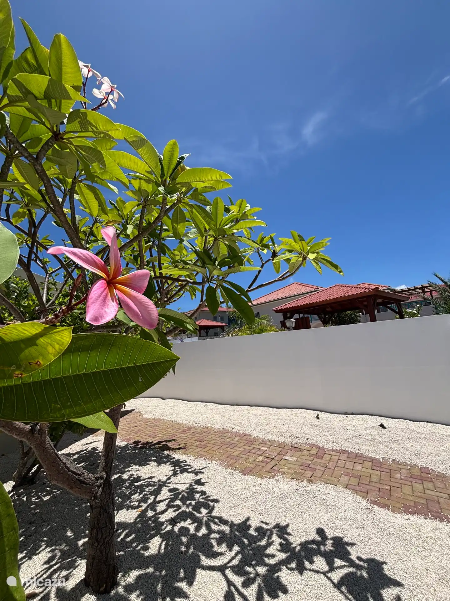 Flores tropicales de nuestro jardín