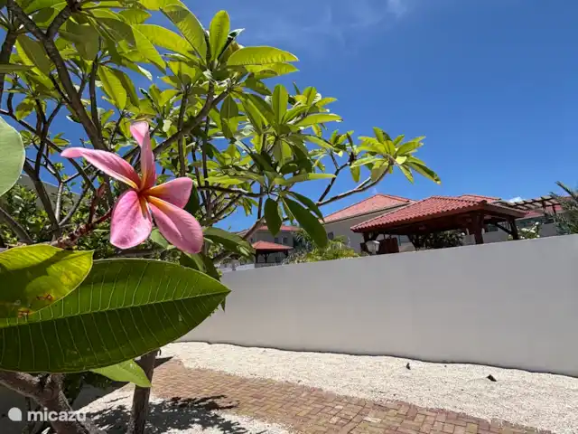 Location de Vacances Curaçao, Banda Abou (ouest), Barber, villa - Villa de luxe -panormisch/Piscine privée Fleurs tropicales de notre jardin