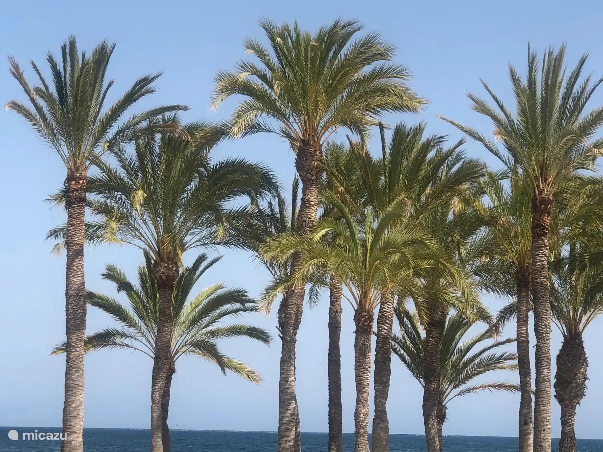 Diese wunderschöne Gruppe von Palmen befindet sich am Strand von Villa Joisia, einem wunderschönen farbigen Dorf direkt an der Costa Blanca.