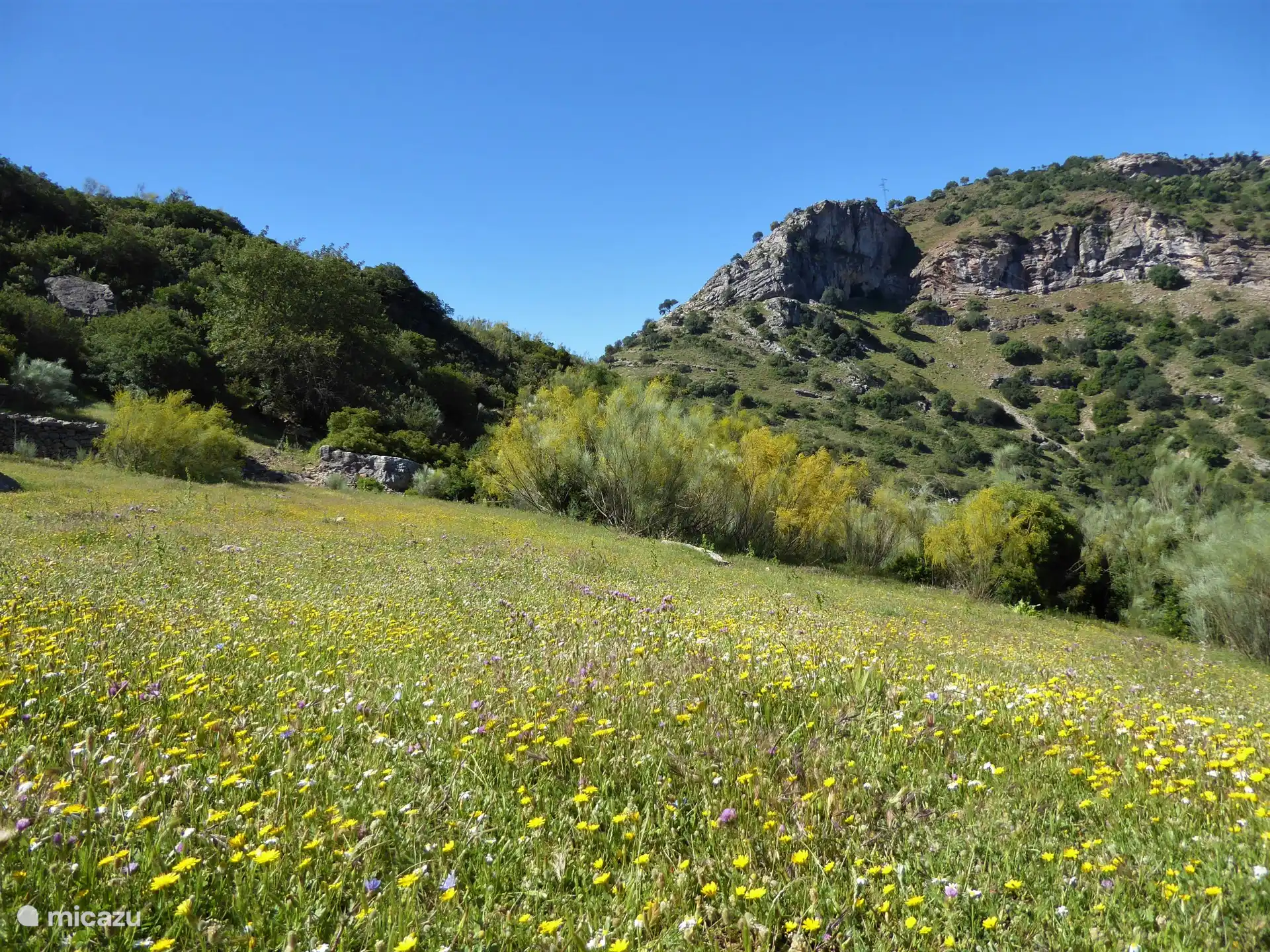 Die Landschaft im Frühling