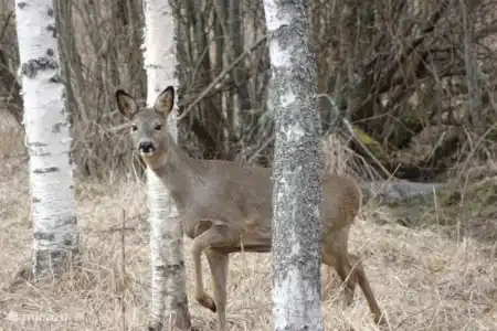 Animales