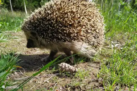 Animales