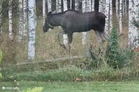 Animales