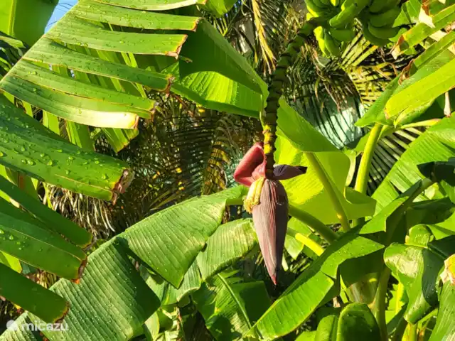 Villa Bananas, tropisch paradijsje huren in Curaçao, Banda Abou (west), Grote Berg - villa