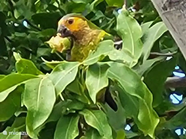 Villa Bananas, tropisch paradijsje huren in Curaçao, Banda Abou (west), Grote Berg - villa