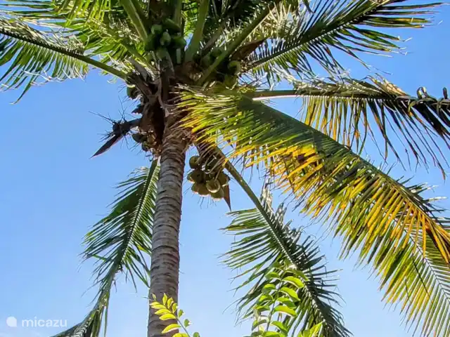 Villa Bananas, tropisch paradijsje huren in Curaçao, Banda Abou (west), Grote Berg - villa