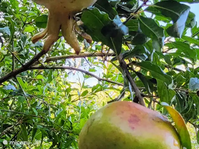 Villa Bananas, tropisch paradijsje huren in Curaçao, Banda Abou (west), Grote Berg - villa