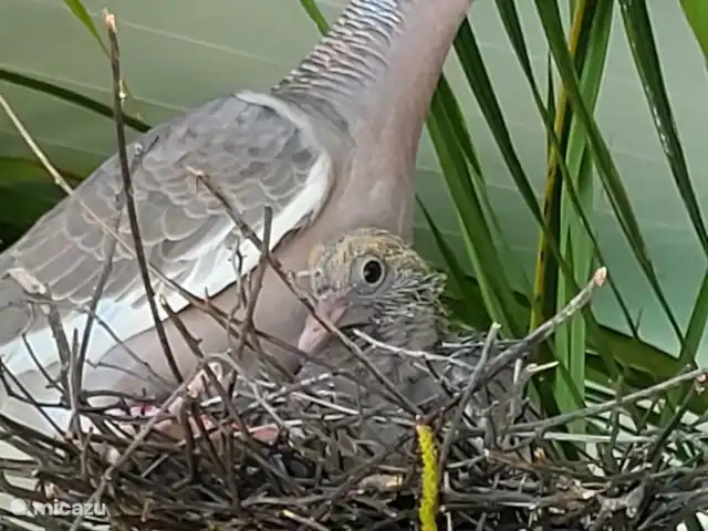 Villa Bananas, tropisch paradijsje huren in Curaçao, Banda Abou (west), Grote Berg - villa