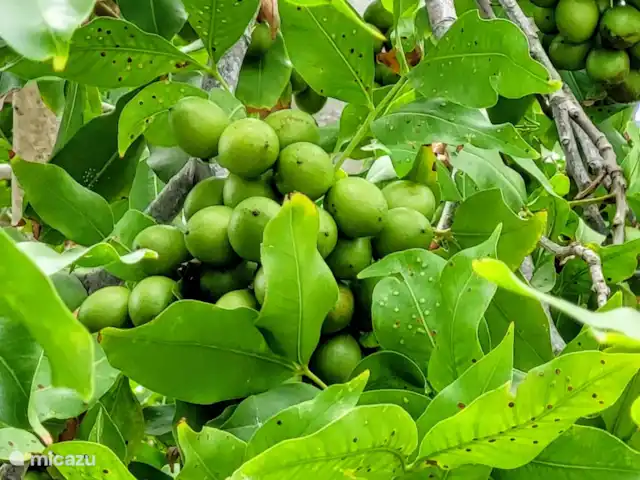 Villa Bananas, tropisch paradijsje huren in Curaçao, Banda Abou (west), Grote Berg - villa