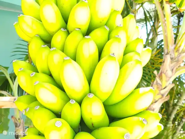 Villa Bananas, tropisch paradijsje huren in Curaçao, Banda Abou (west), Grote Berg - villa